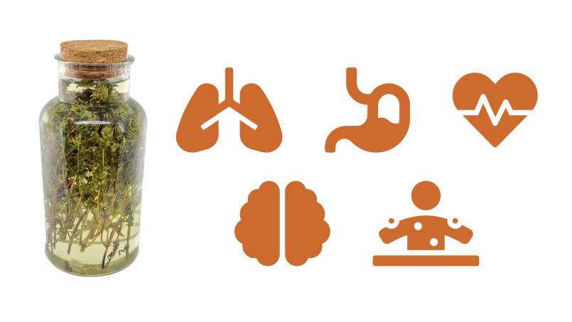 Macerado de tomilho com mel